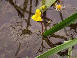 złocistożółte kwiaty pływacza